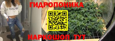 шишки Кандалакша